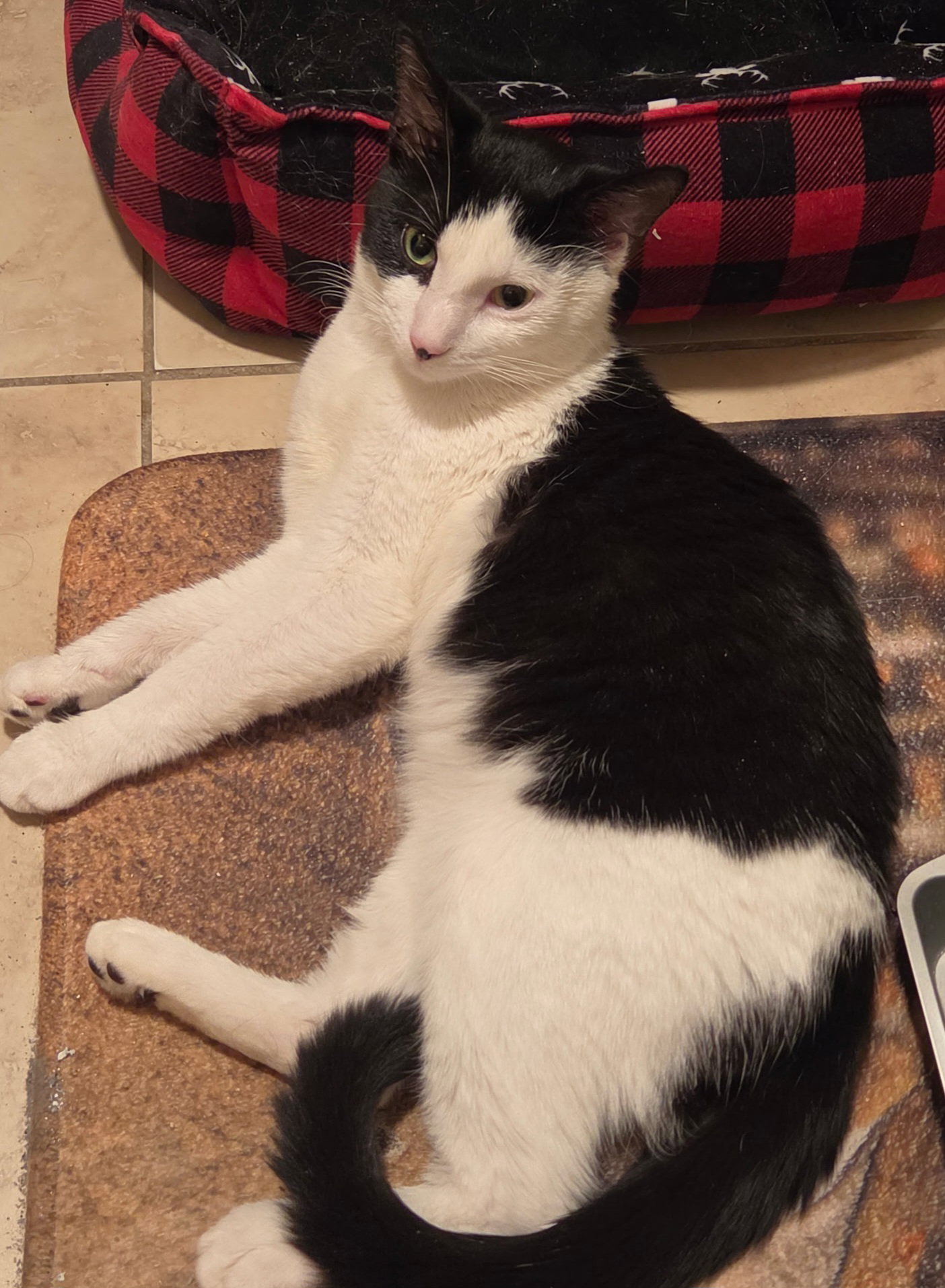 Petey, photo 4