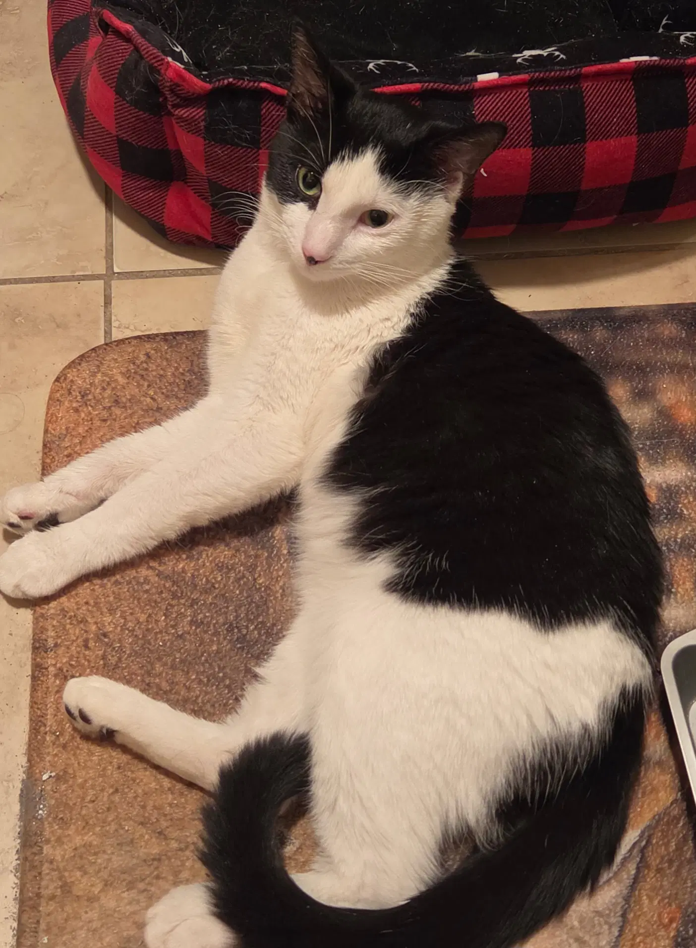 Petey - Domestic Short Hair