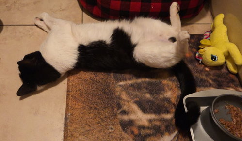 Petey photo 2