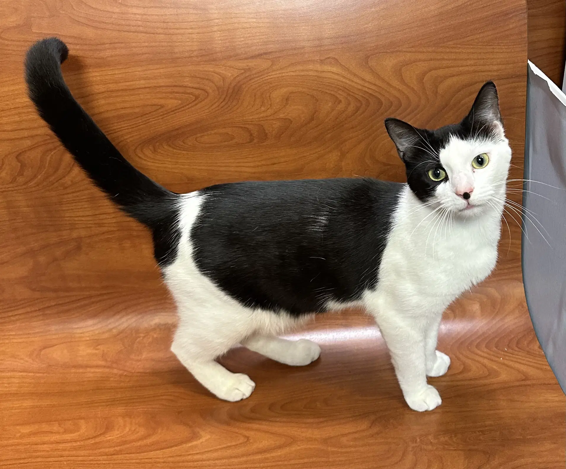 Petey - Domestic Short Hair