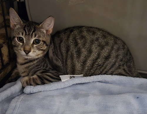 picture of the cat needing adoption