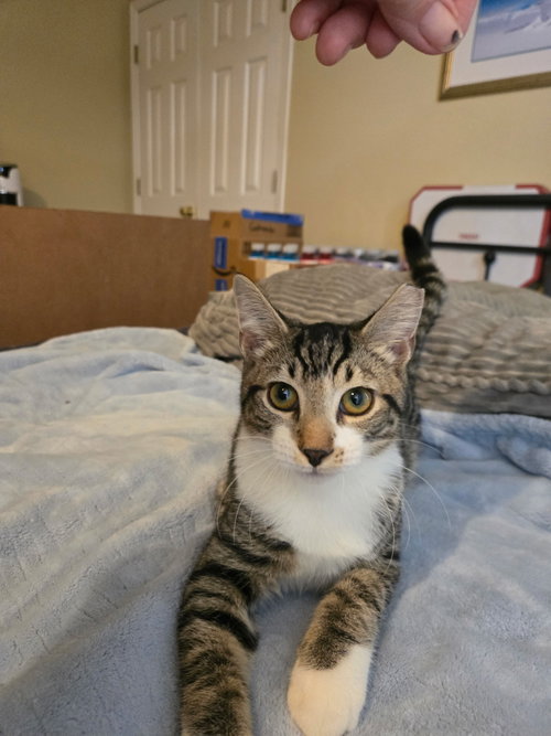 picture of the cat needing adoption