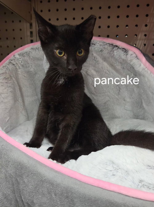 Pancake