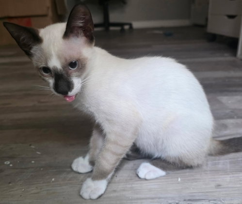 Sushi The Chocolate Point Siamese