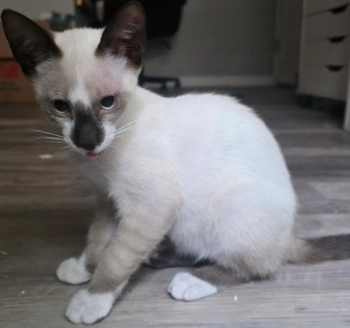 Sushi The Chocolate Point Siamese photo 2