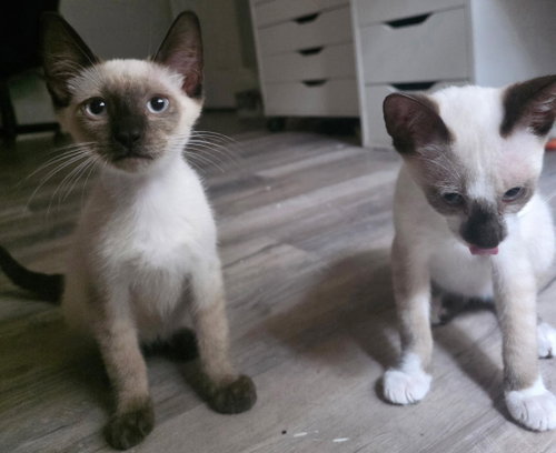 Sushi The Chocolate Point Siamese photo 3