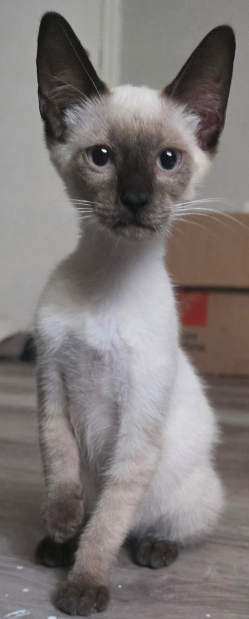 Sake The Chocolate Point Siamese