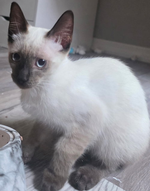 Sake The Chocolate Point Siamese photo 2