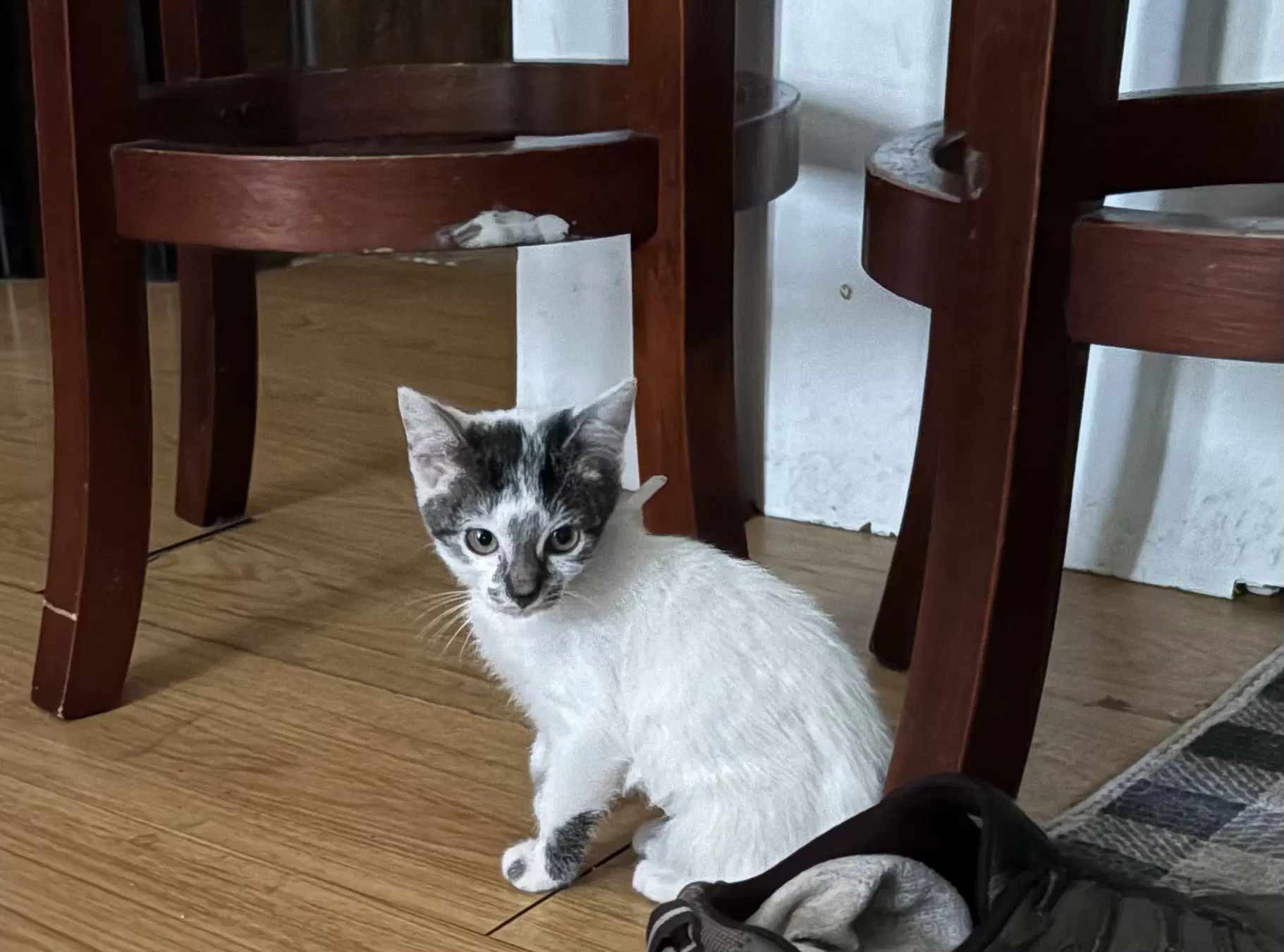 Snowy - Domestic Short Hair