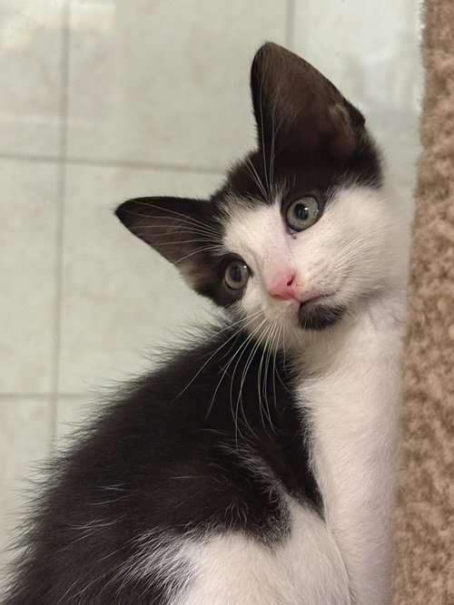 picture of the cat needing adoption