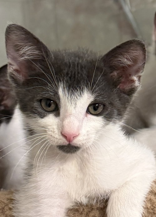 George, a cat for adoption from C.A.T.S.-C.A.N., Inc.
