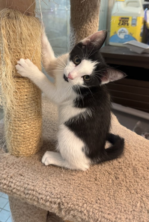 picture of the cat needing adoption