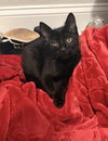 Binx
