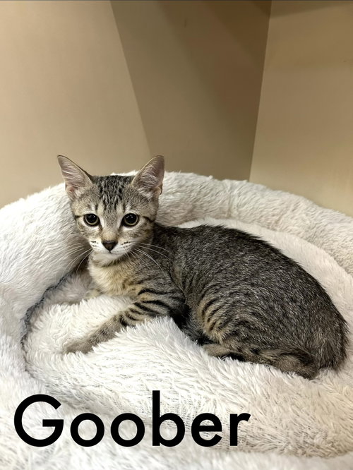 picture of the cat needing adoption