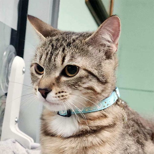 Goober, Domestic Short Hair / Mixed (short coat)