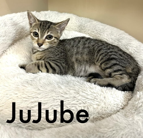 picture of the cat needing adoption