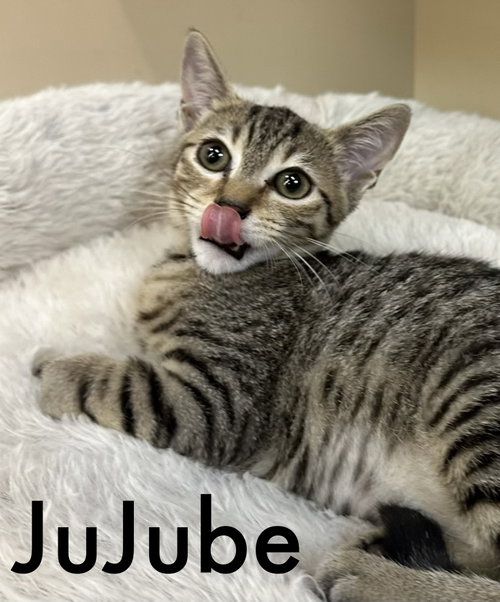 Photo 2 of Jujube
