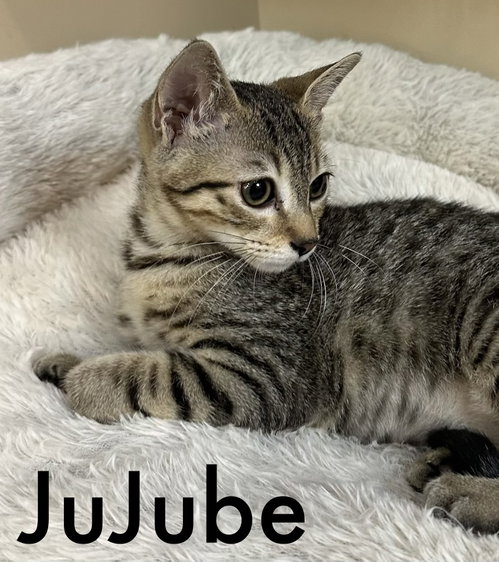 Photo 3 of Jujube