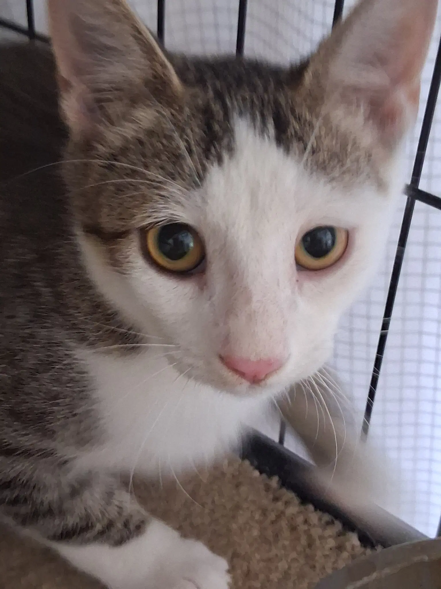 Charlie The Handsome Tabby - Domestic Short Hair