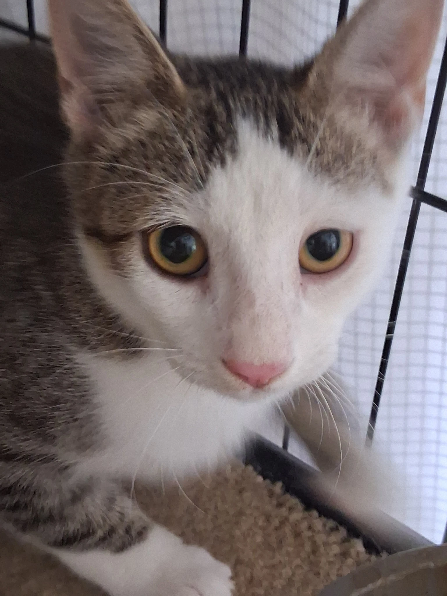 Charlie The Handsome Tabby