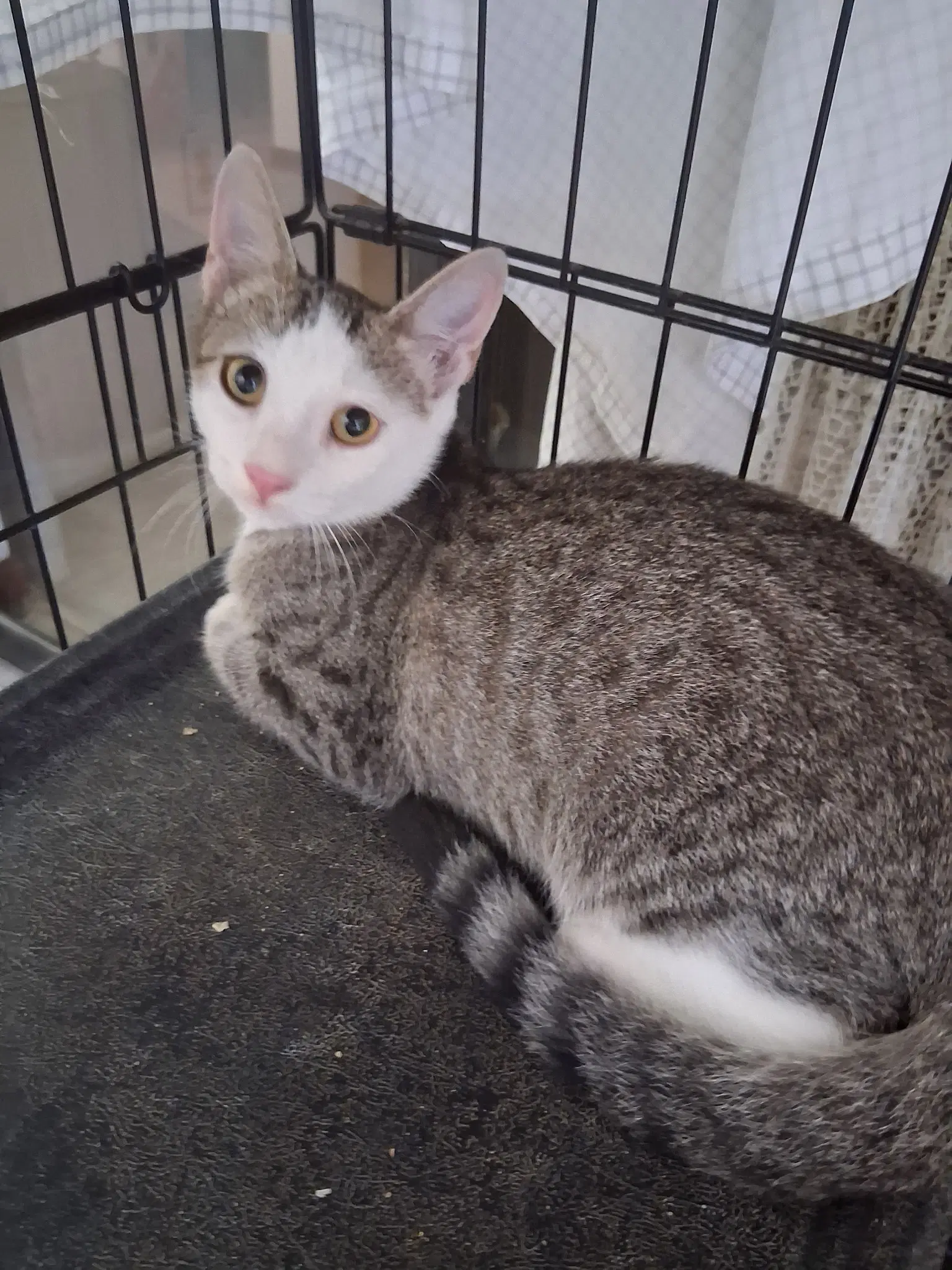 Charlie The Handsome Tabby image 2