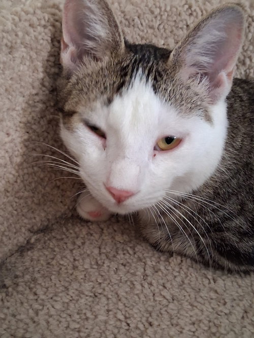 Photo 3 of Charlie the Handsome Tabby