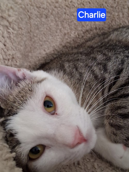 Photo 2 of Charlie the Handsome Tabby