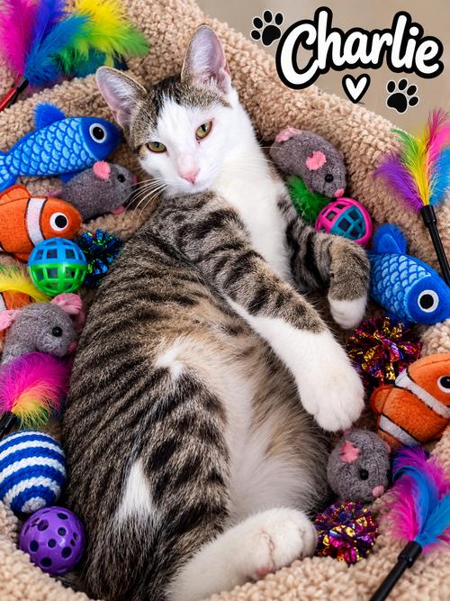 Charlie the Handsome Tabby, a cat for adoption from C.A.T.S.-C.A.N., Inc.