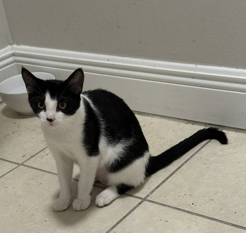 picture of the cat needing adoption