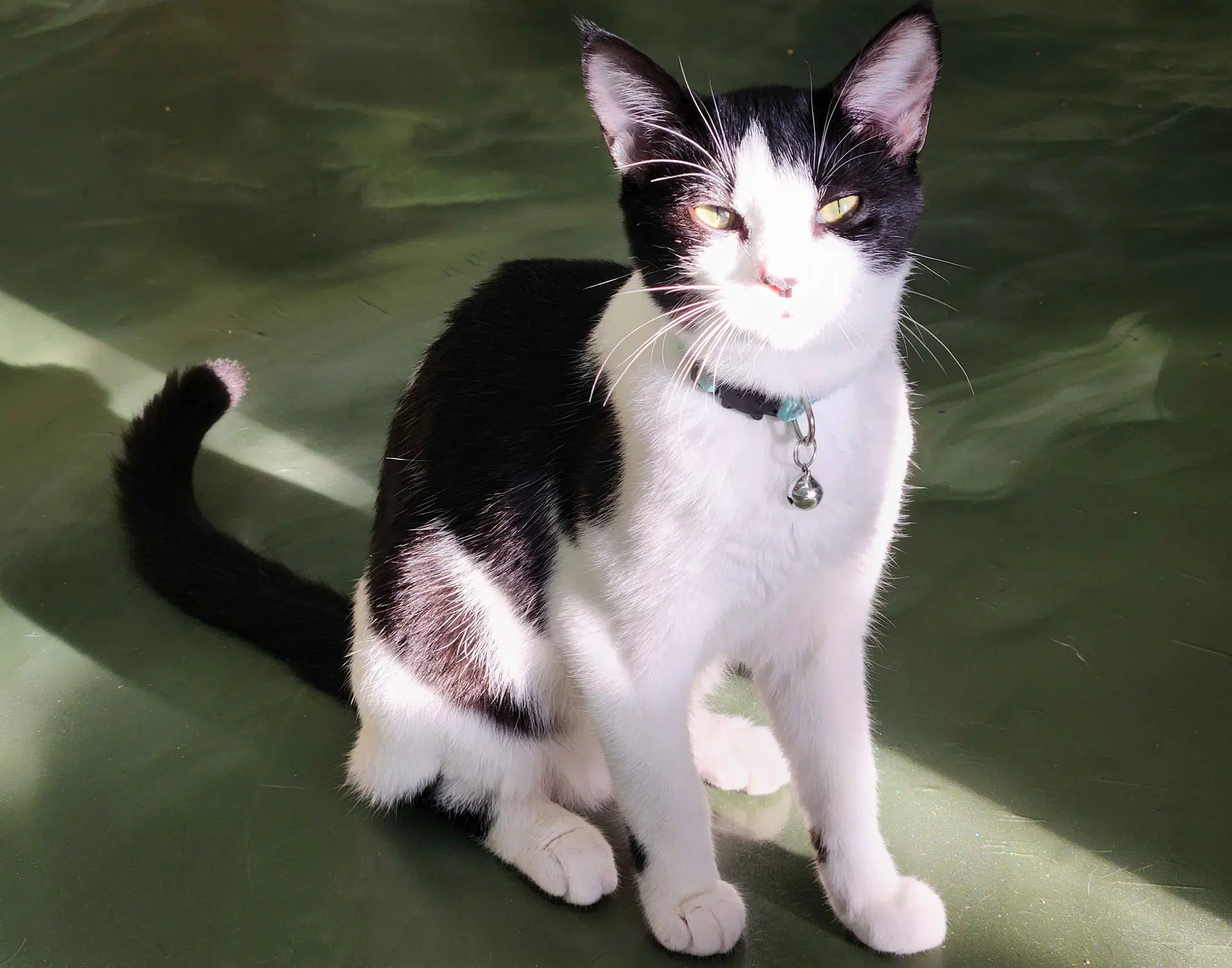 Journey - Domestic Short Hair