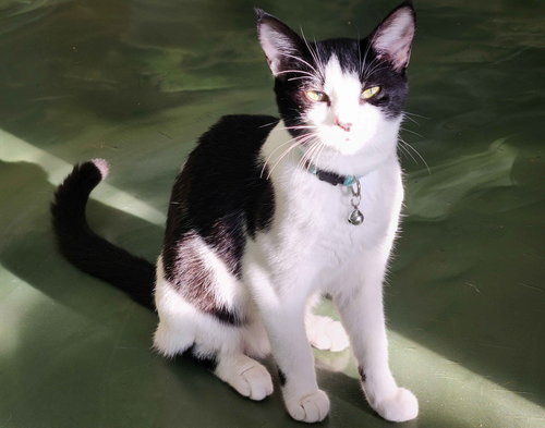 Journey, a cat for adoption from C.A.T.S.-C.A.N., Inc.