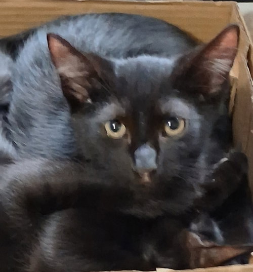 picture of the cat needing adoption