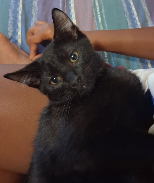 picture of the cat needing adoption