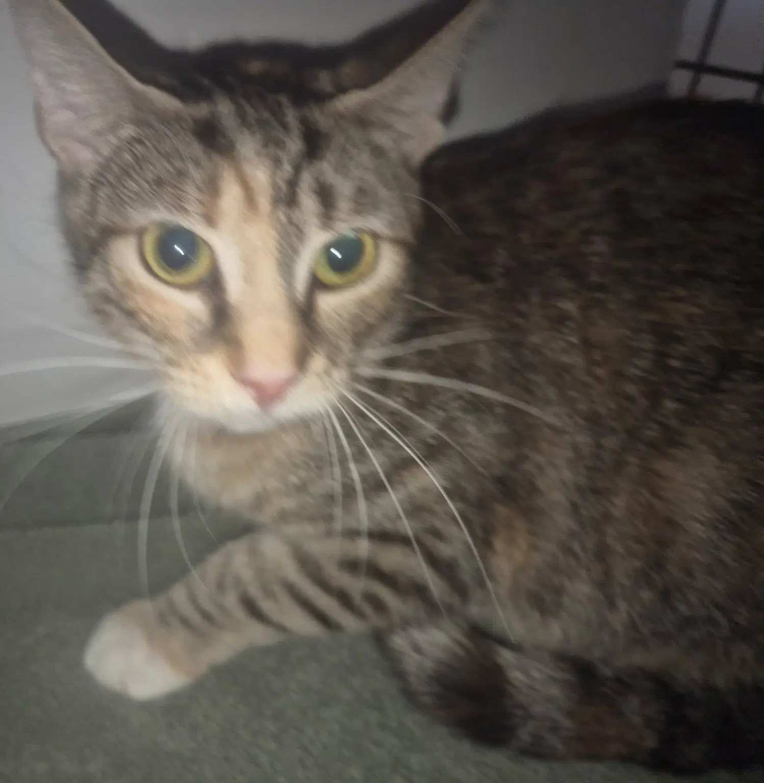Ginger - Domestic Short Hair
