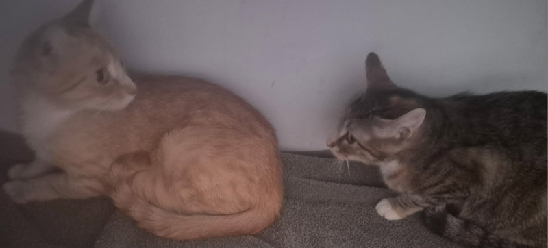 Ginger, photo 6