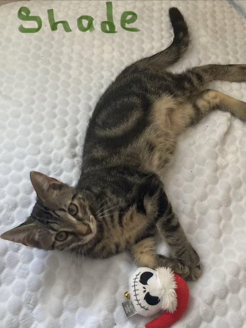 picture of the cat needing adoption