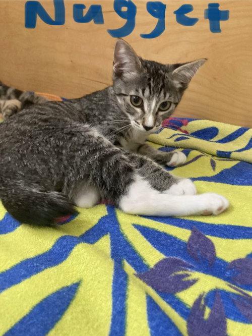 picture of the cat needing adoption