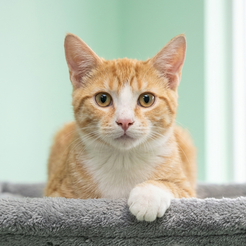 Niall, a cat for adoption from C.A.T.S.-C.A.N., Inc.
