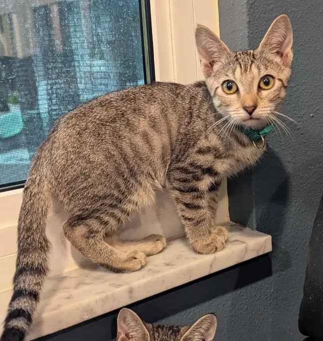 Ethel - Domestic Short Hair