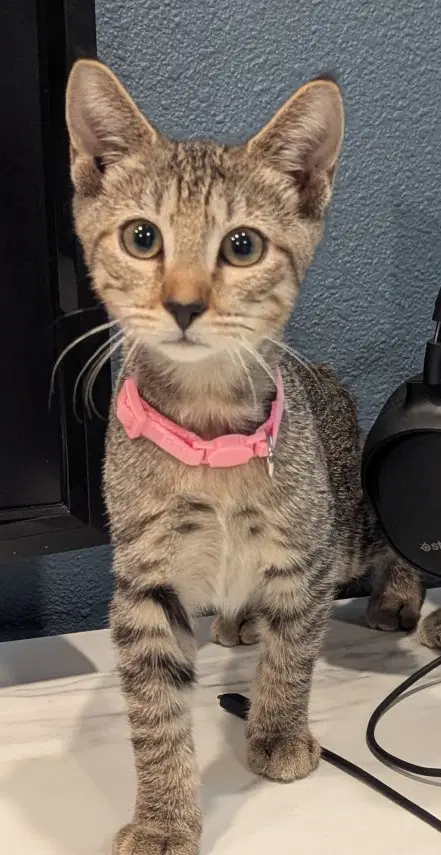 Clementine - Domestic Short Hair