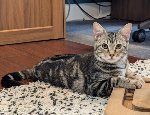 Gertrude, a cat for adoption from C.A.T.S.-C.A.N., Inc.