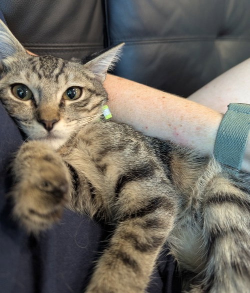 Harvey, a cat for adoption from C.A.T.S.-C.A.N., Inc.