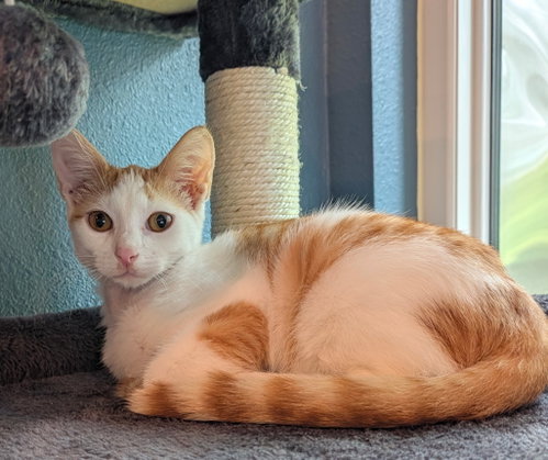 Amos, a cat for adoption from C.A.T.S.-C.A.N., Inc.