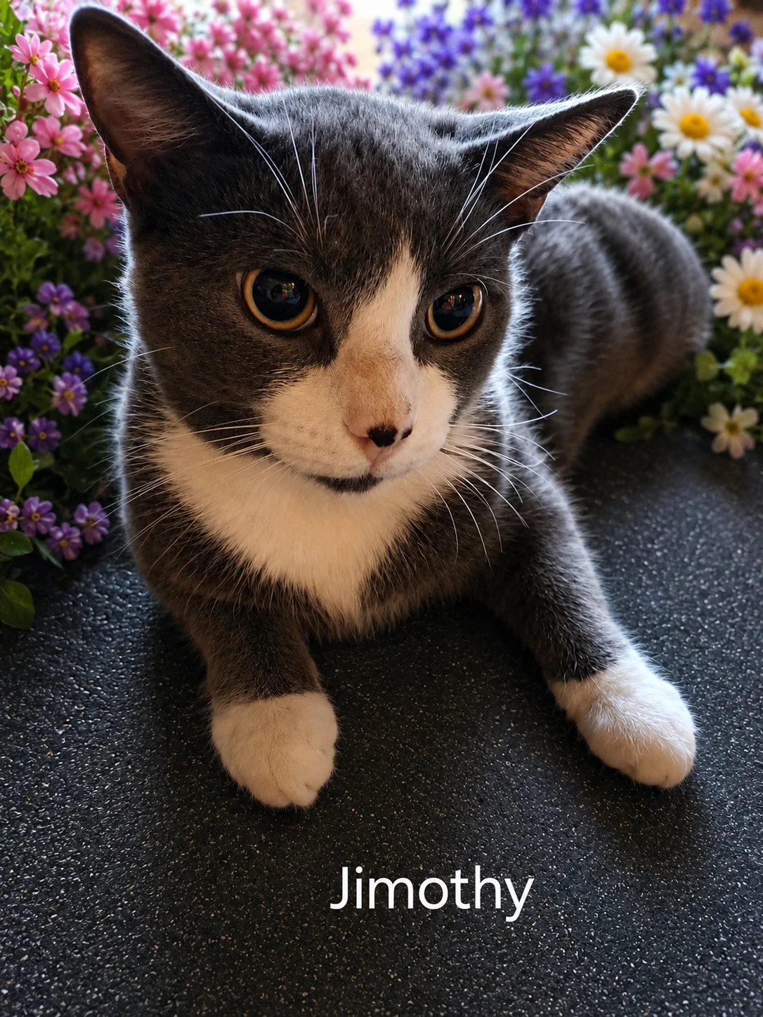 Jimothy