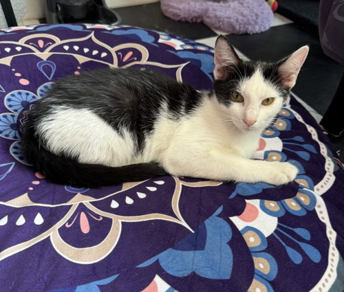 Affogoto, a cat for adoption from C.A.T.S.-C.A.N., Inc.