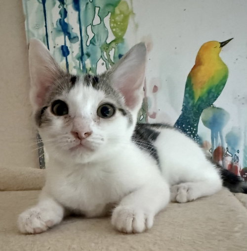 picture of the cat needing adoption