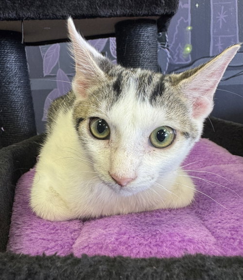 Photo 2 of Chai