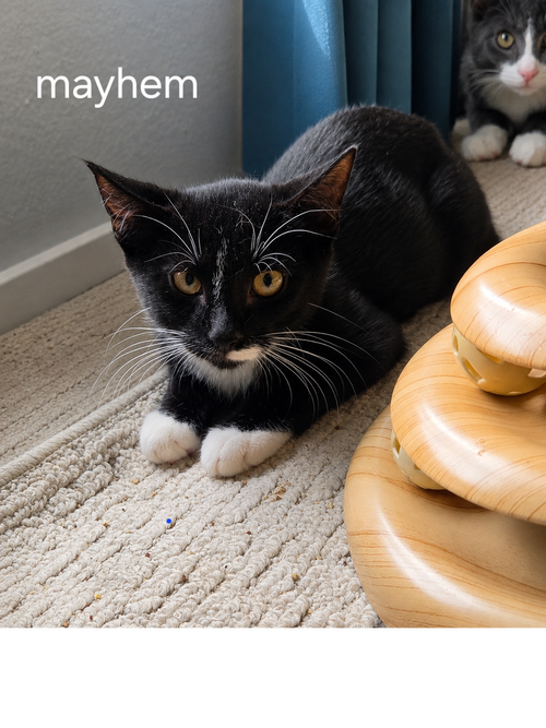 Mayhem, a cat for adoption from C.A.T.S.-C.A.N., Inc.