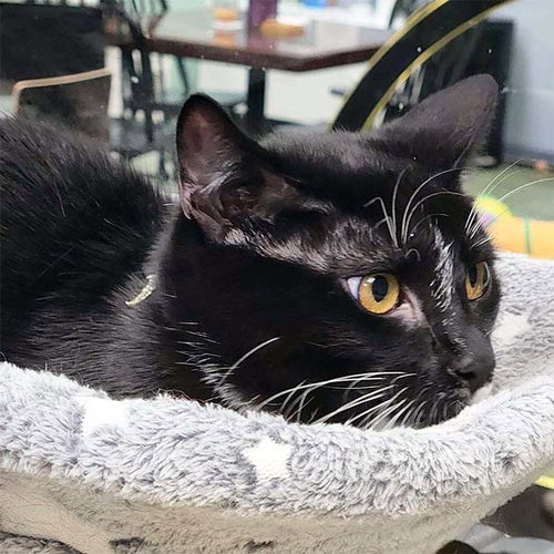 Mayhem, Domestic Short Hair / Mixed (short coat)