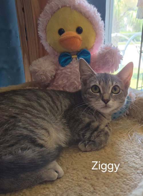 Ziggy, a cat for adoption from C.A.T.S.-C.A.N., Inc.